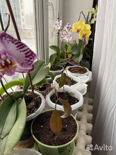 Саженцы манго