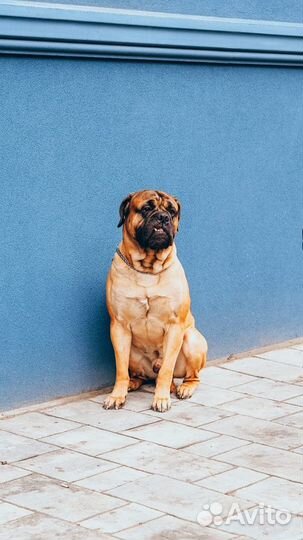 Передержка животных