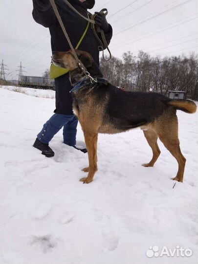 Умка ищет семью (Собака из приюта)