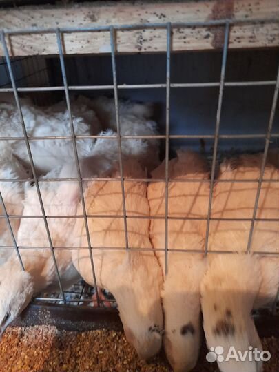 Перепела продажа