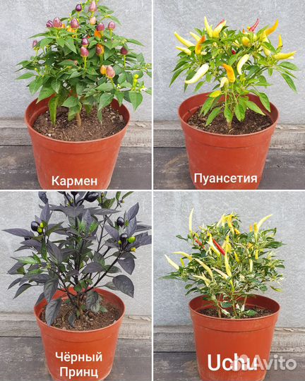 Рассада острого перца. 25 сортов