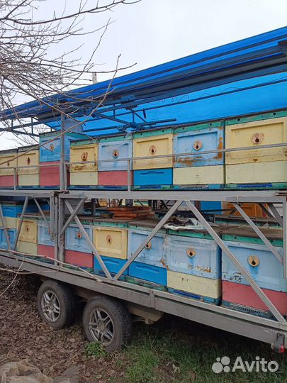 Продается пасека