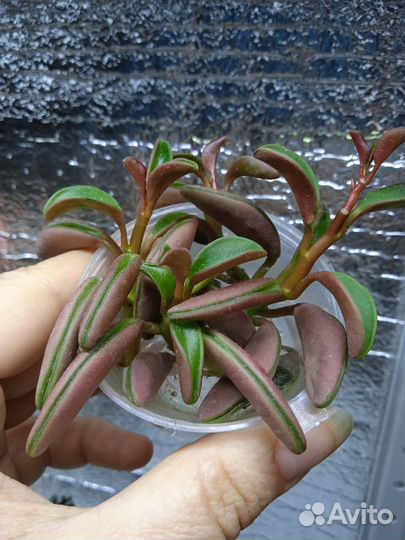 Крассулы и разные суккуленты