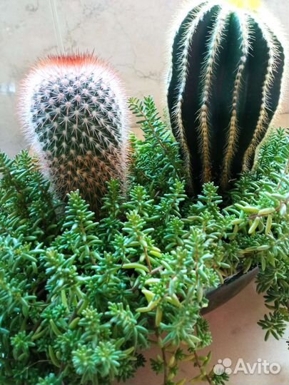 Кактусы и суккуленты