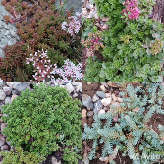 Многолетние садовые цветы колеусы, очитки живучка