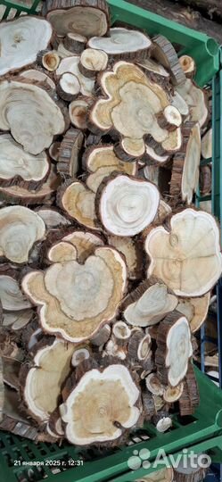 Можевельник