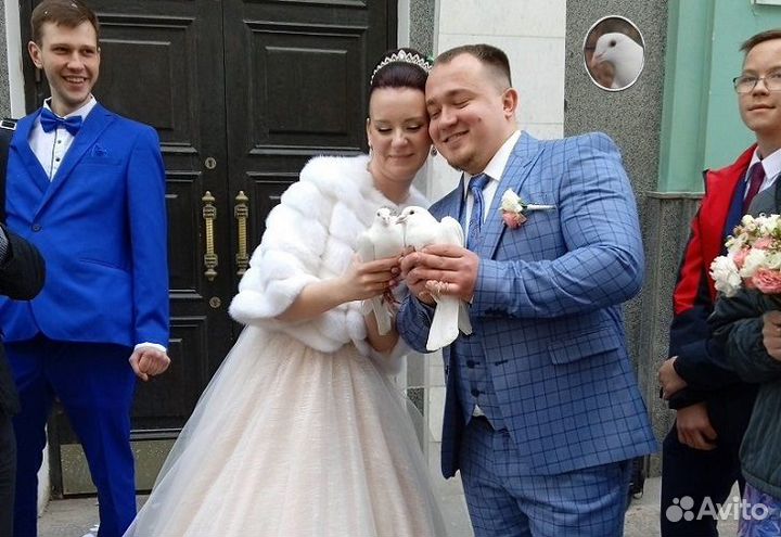 Спортивные голуби для полета