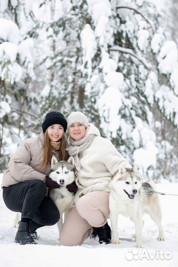 Автобусный Хаски-тур из Н.Новгорода