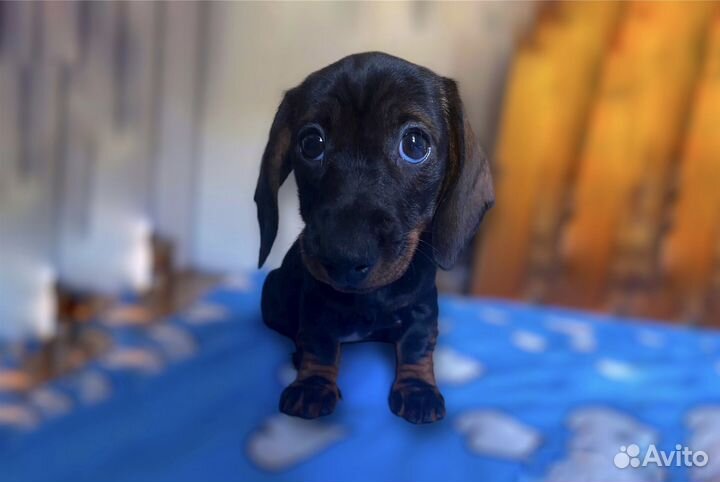 Карликовая такса щенки