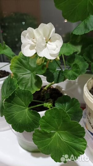 Герань белая карликовая