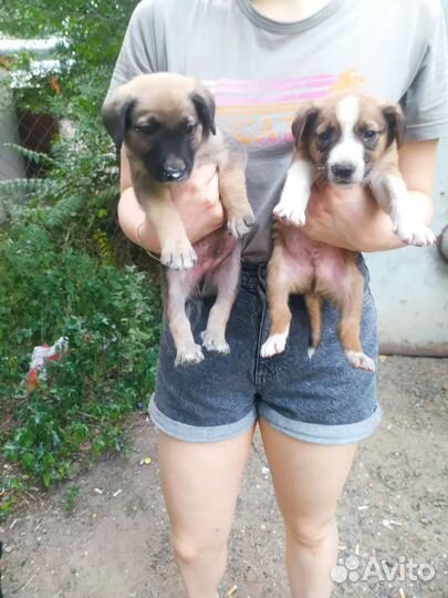 Щенки