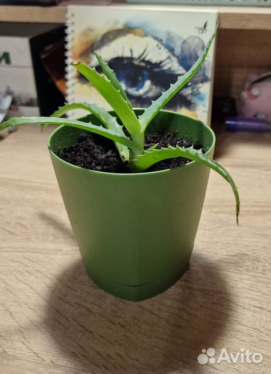 Алоэ вера растение