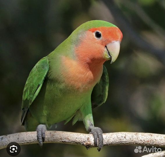 Попугай неразлучники