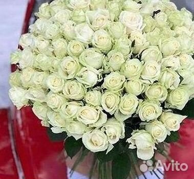 101 роза цветы букеты доставка 25 51 101 роза