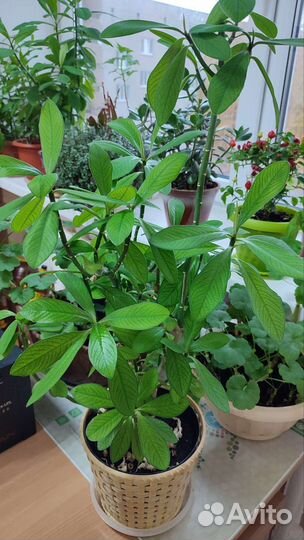 Эуфорбии - молочаи