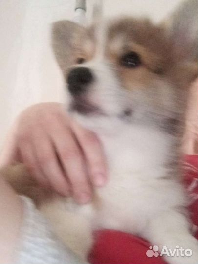 Мальчик вельш-корги пемброк