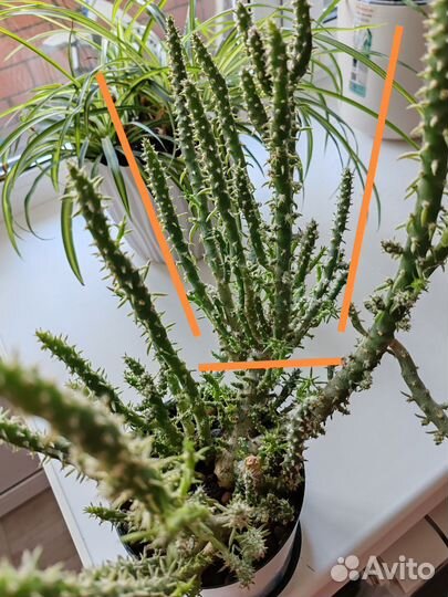 Кактус Опунция Субулата