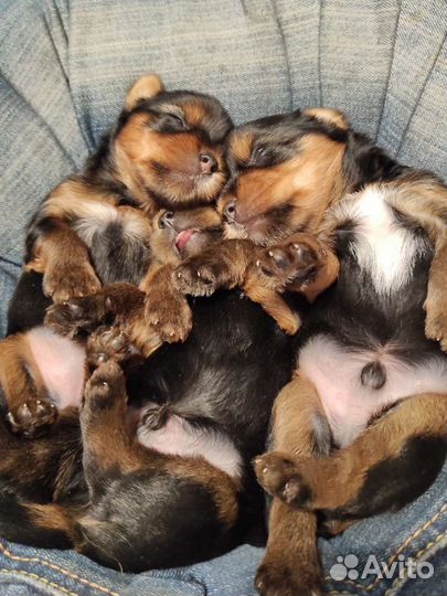Йоркширский терьер щенки