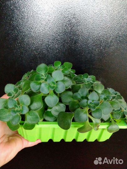 Аихризон, дерево любви и благополучия