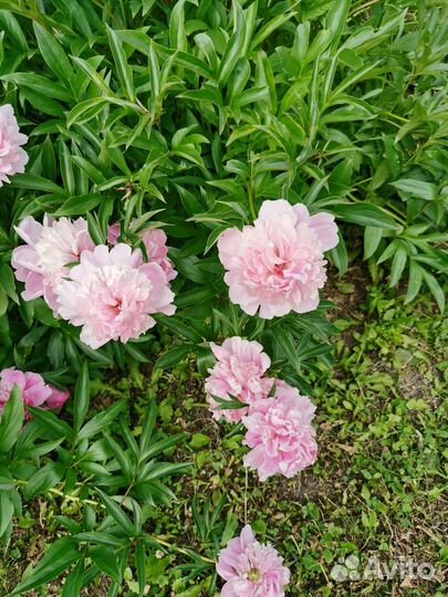 Цветы пионы