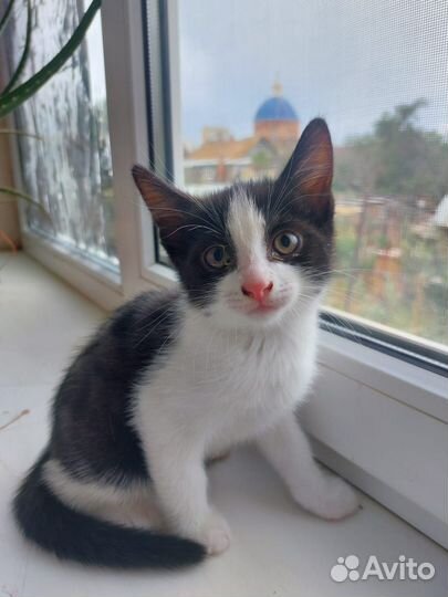 Котята бесплатно+корм и лоток