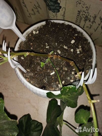 Пеларгония Royal purple red