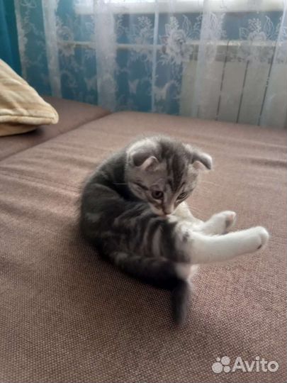 Шотландские вислоухие котята мраморные