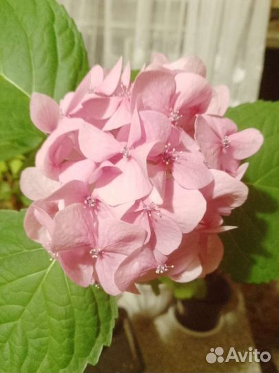 Саженцы гортензий