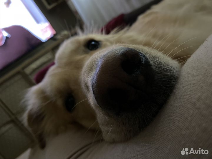 Передержка собак в домашних условиях