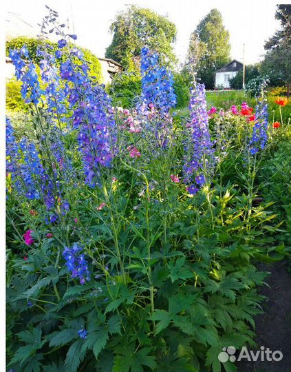 Дельфиниум