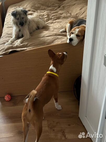 Передержка собак в Пятигорске