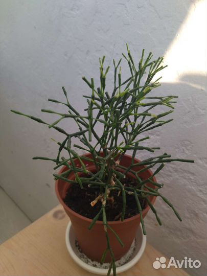 Церопегия; Сциндапсус; кактус Хатиора