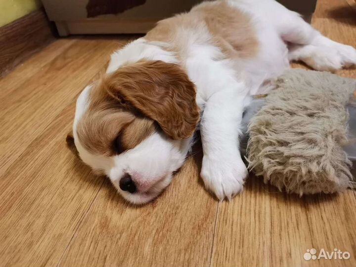 Девочки кавалер кинг чарльз РКФ