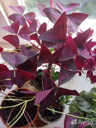 Цветы Бабочки кислица (большие крупные кусты)