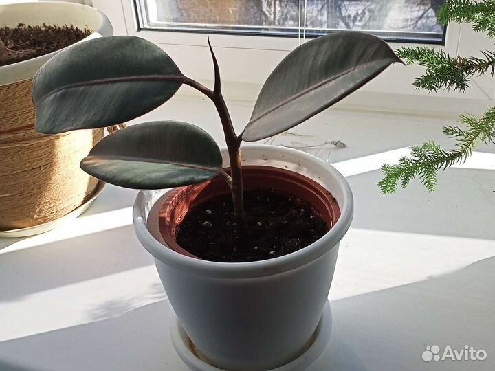 Фикус и суккуленты