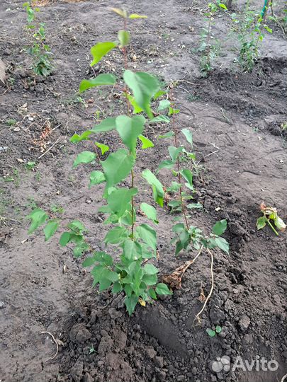 Саженцы абрикос