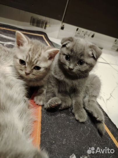 Шотландские котята