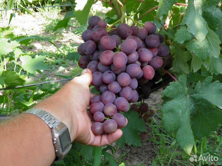 Саженцы Винограда Памяти Учителя доставка