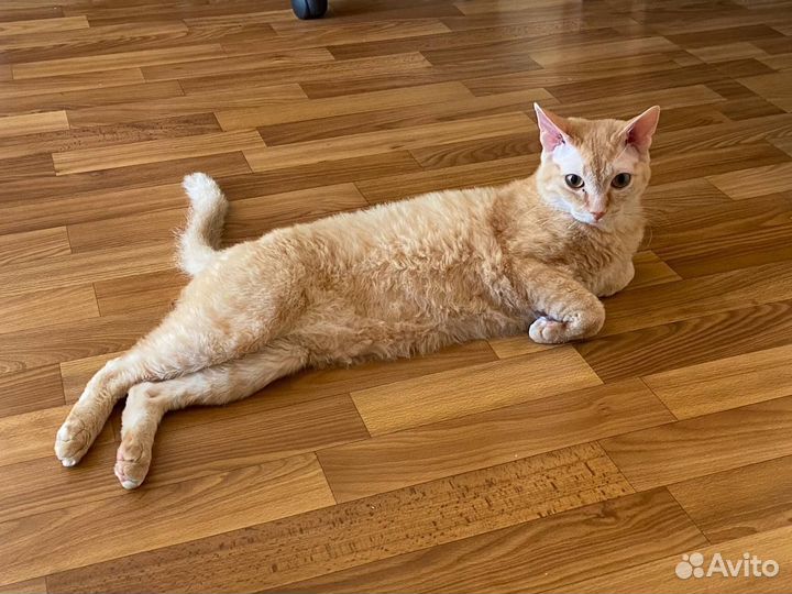 Отдам кота в добрые руки