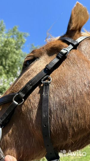 Уздечка оголовье для лошади micklem коричневый cob
