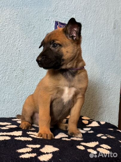 Малинуа-девчонка