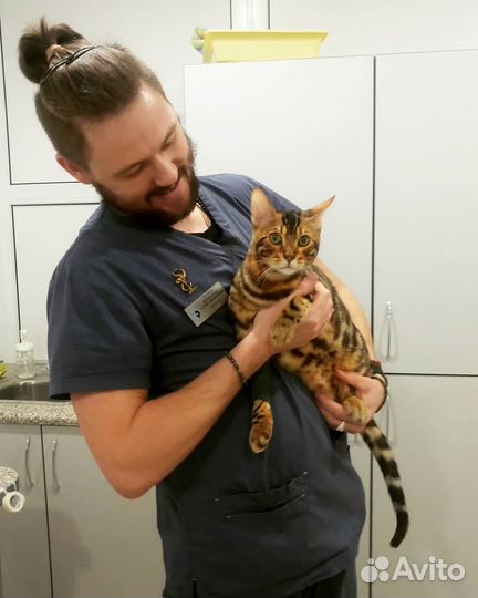 Ветеринарная помощь на дом