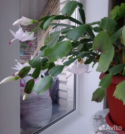 Декабрист белый и фикус мелколистный