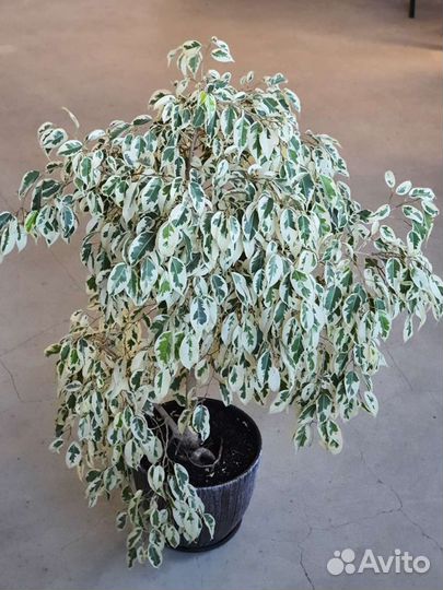 Фикус бенджамина де Гантель