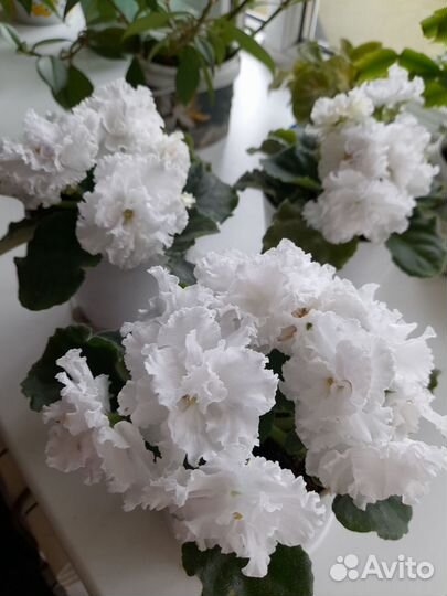 Фиалки, герани