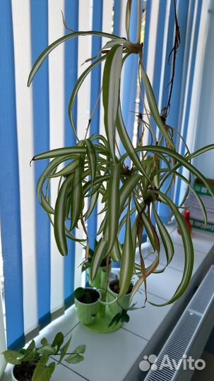 Хлорофитум