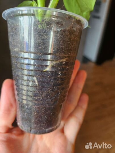 Филодендрон сильвер квин