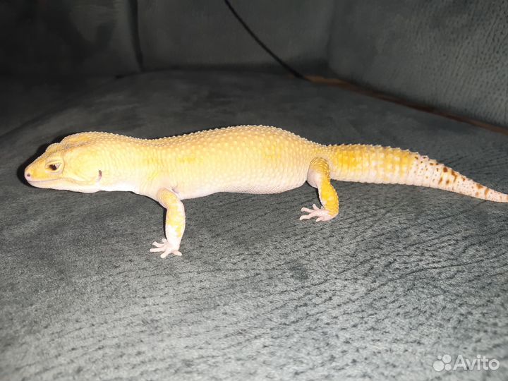 Самец Эублефара для спаривания