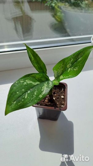 Аглаонема Мария