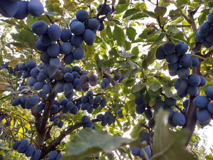 Участок 25,3 сот. (ИЖС)